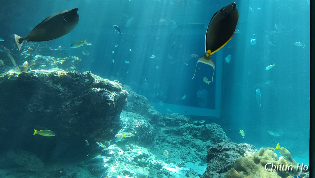 沖縄美ら海水族館